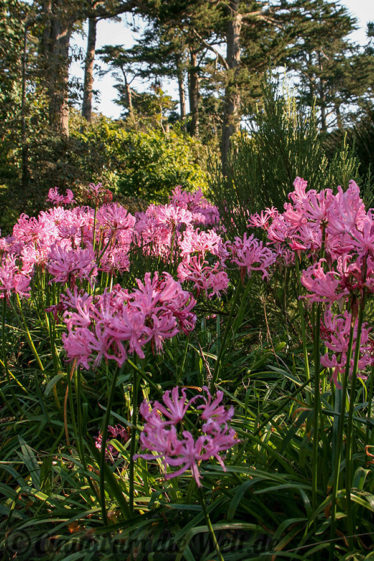 Schmucklilien im Golden gate Park
