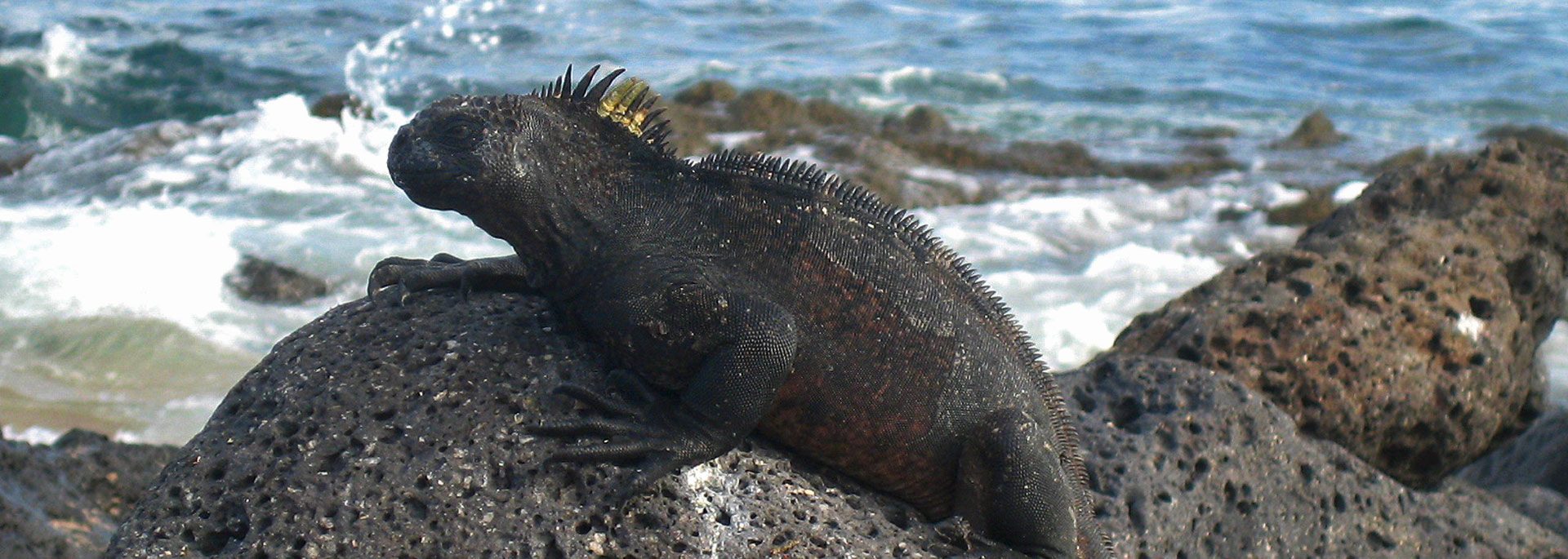 Galapagos