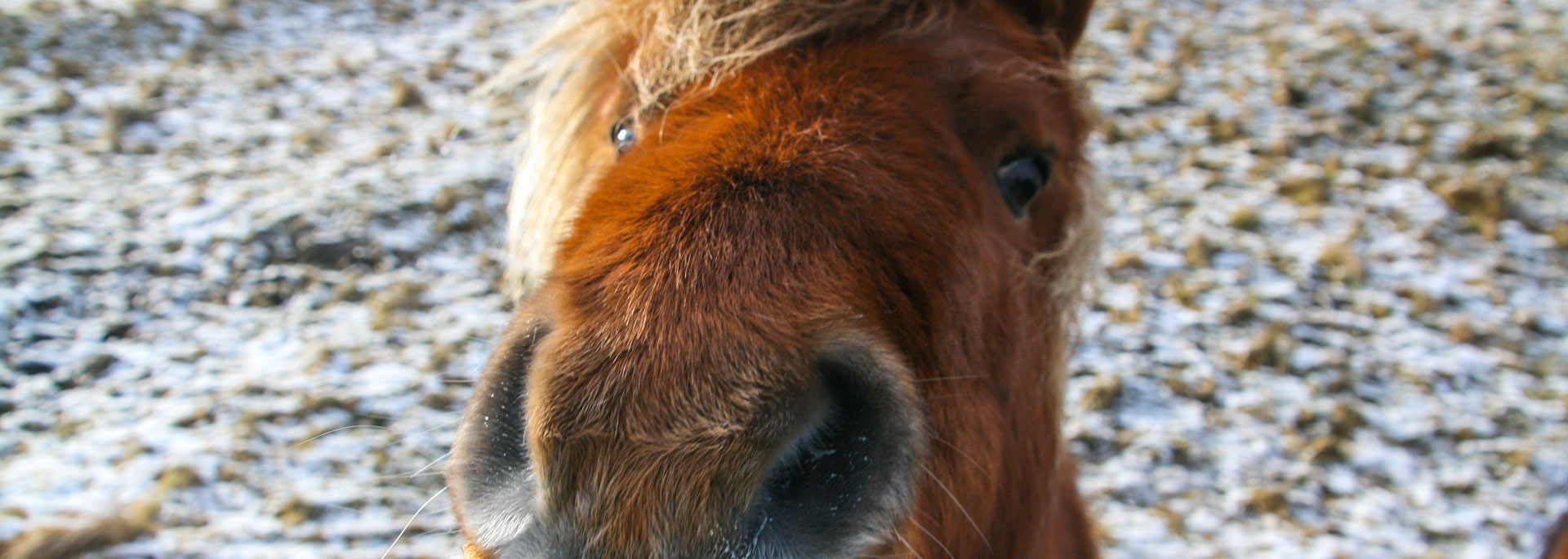 Shetland